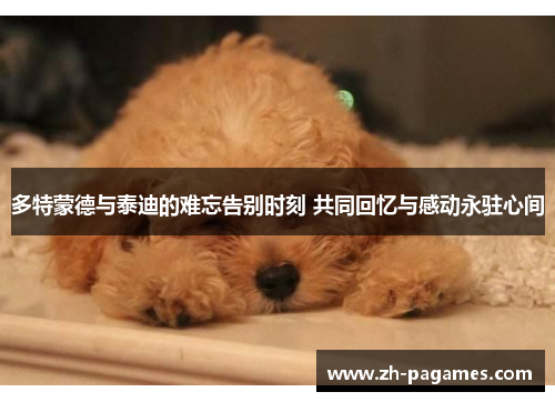 多特蒙德与泰迪的难忘告别时刻 共同回忆与感动永驻心间